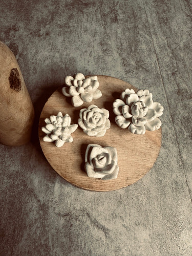کاکتوس پنج تایی