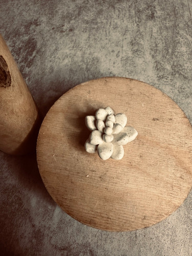کاکتوس سه سانتی