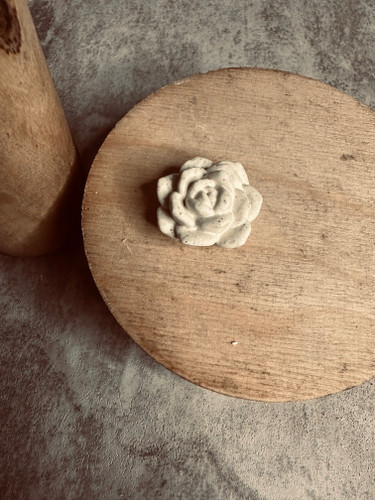 کاکتوس ۲/۵ سانت