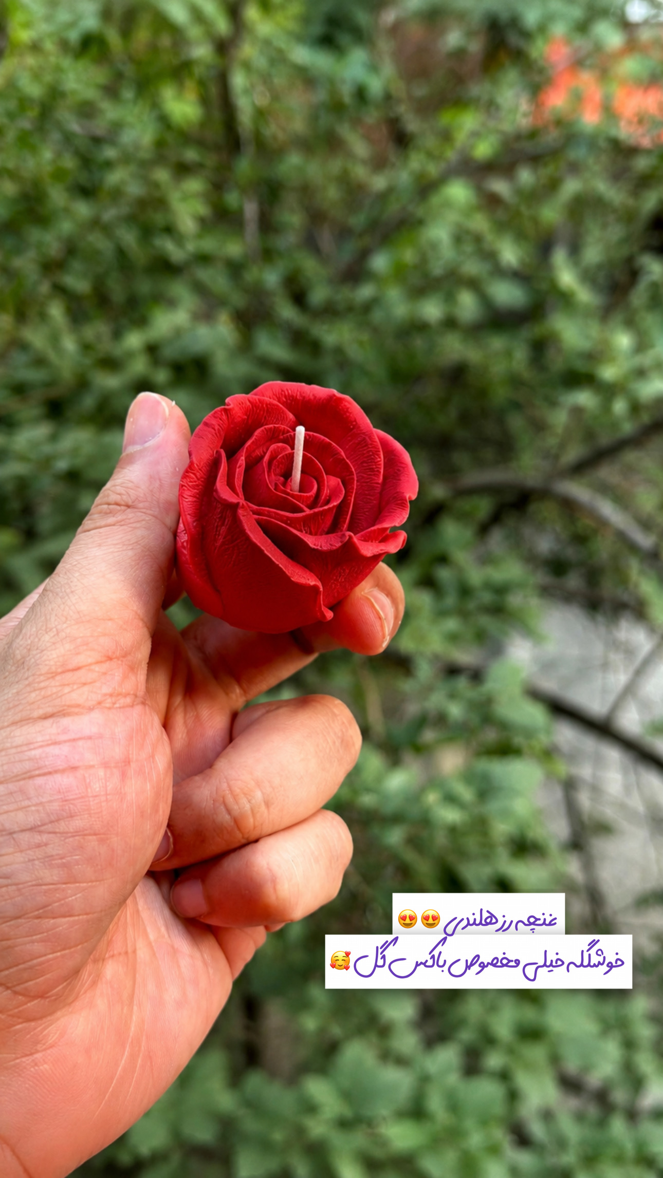 رز هلندی۳/۵ در۴/۵