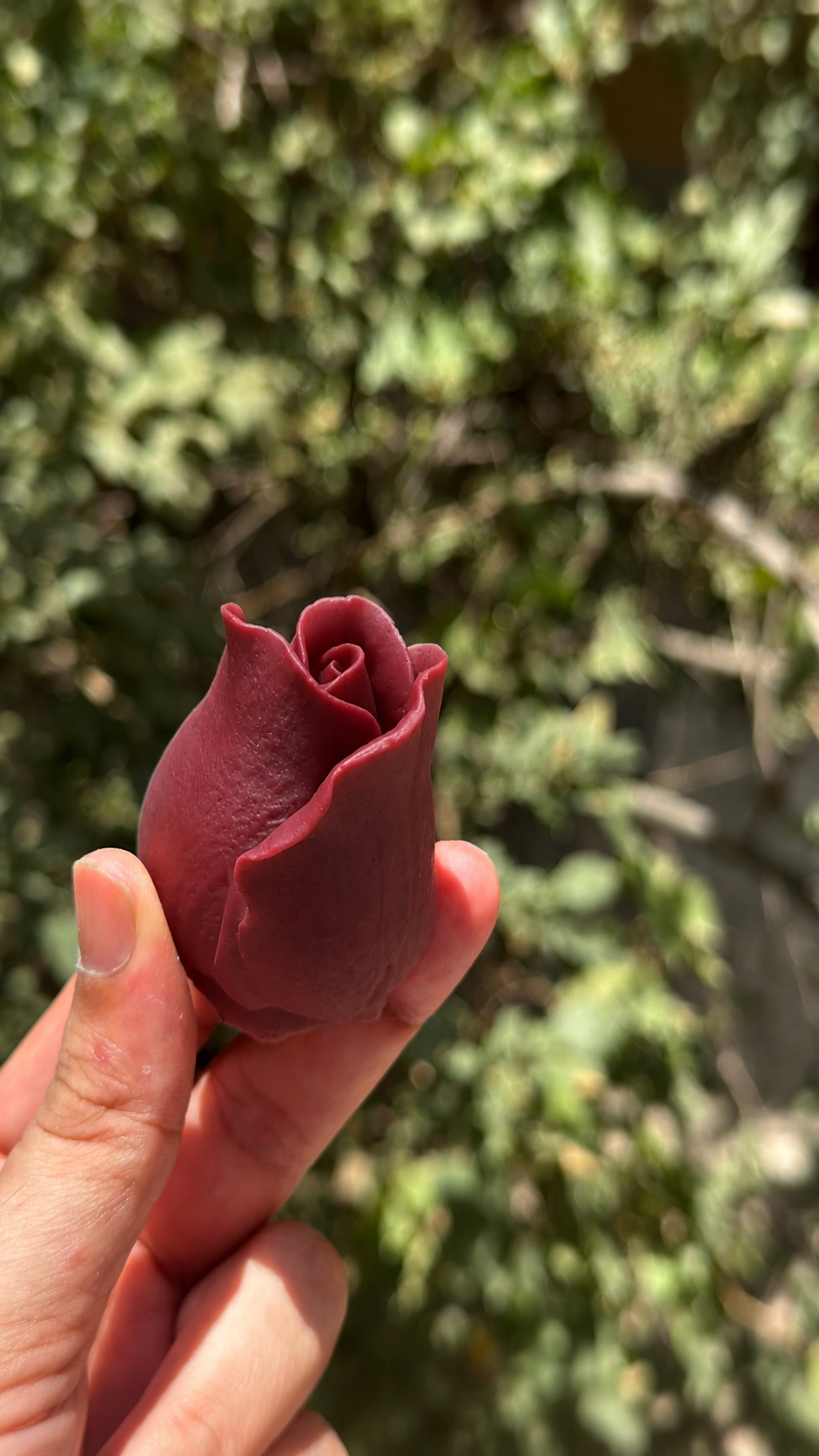 رز غنچه‌‌ای ارتفاع شش سانت