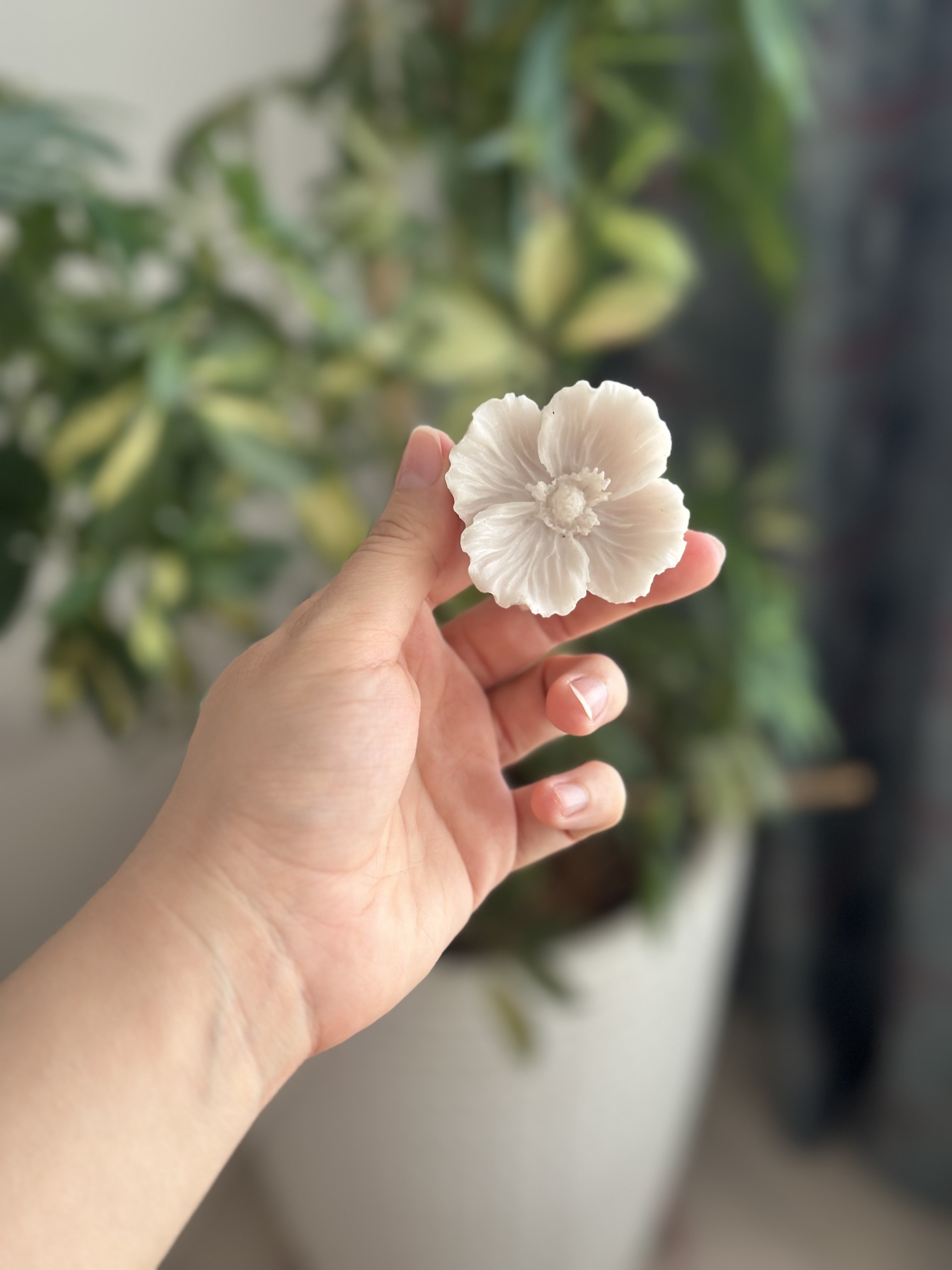 گل چهار پر ۵/۵ سانت