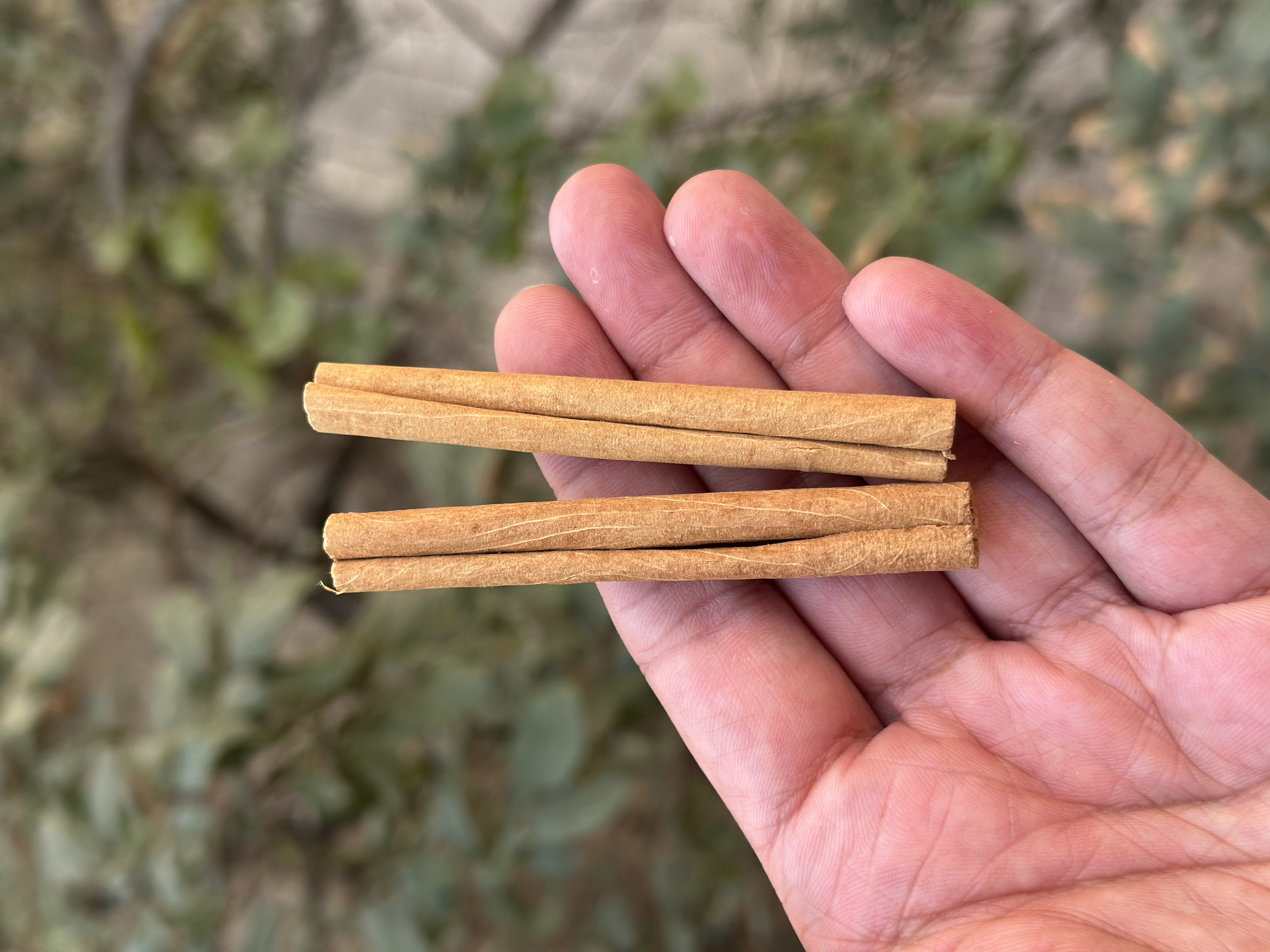 چوب دارچین دوتایی